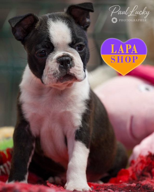 тигрово-білий бостон тер'єр