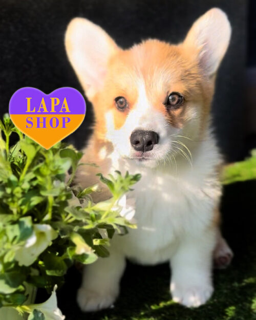 вельш корги пемброк риже-белого окраса