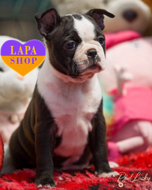 тигрово-білий бостон тер'єр