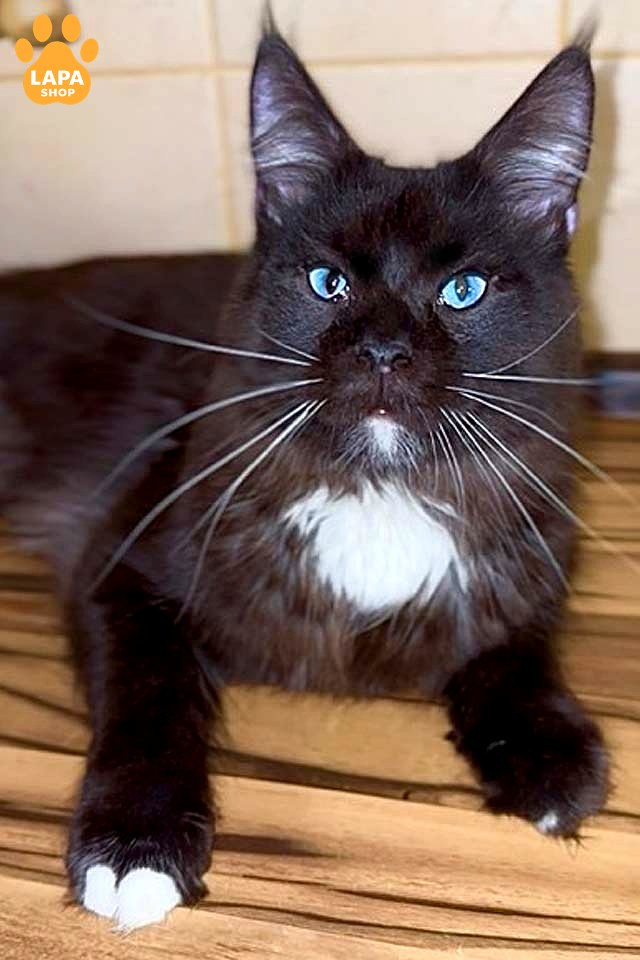 The Maine Coon cats: The World's Largest and Most Popular Cat Breed bard 2