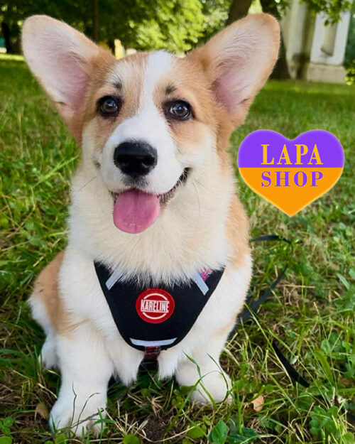 рудо-білий вельш коргі пемброк