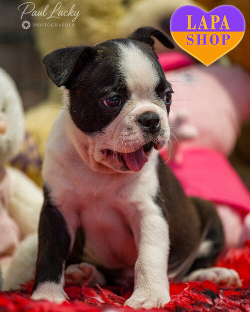 тигрово-біла бостон тер'єр