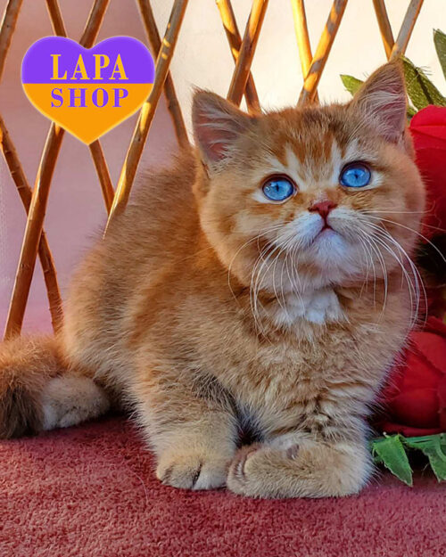 шоколадна британська короткошерста