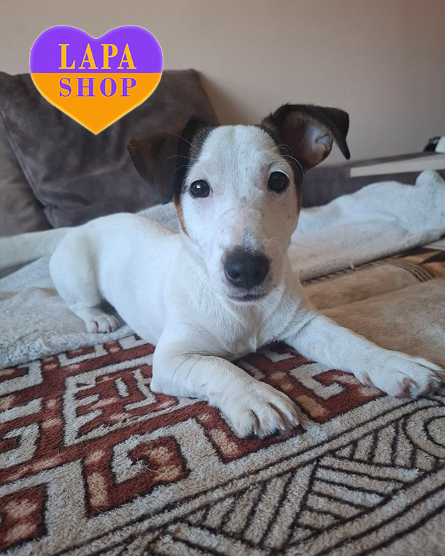 рыже-белый джек-рассел-терьер