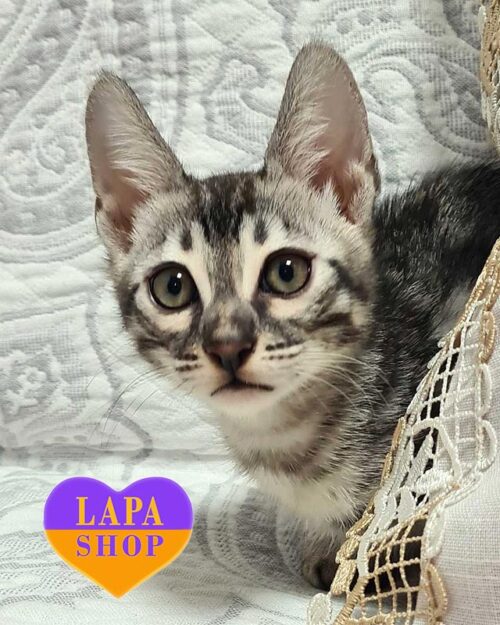 сріблястий бенгал