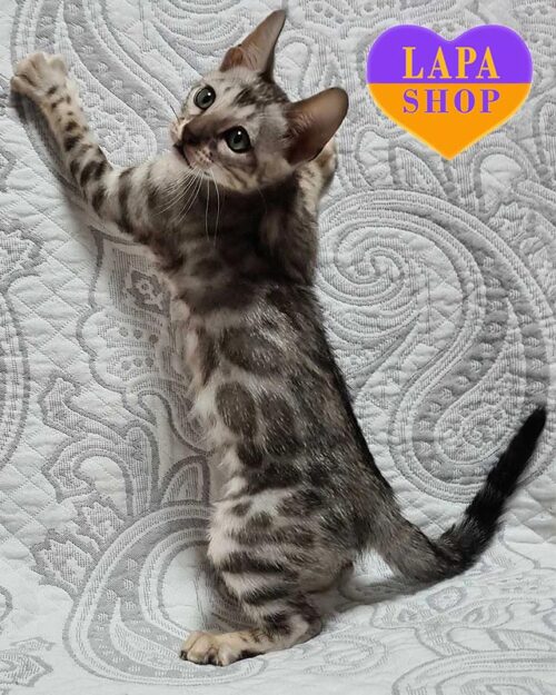 сріблястий бенгал