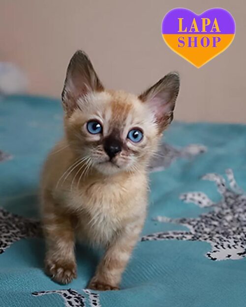 Очаровательный бенгальский котенок роскошного снежного окраса