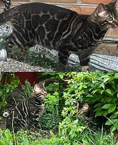 Norman — элегантный бенгальский котенок яркого серебристого окраса ben dm