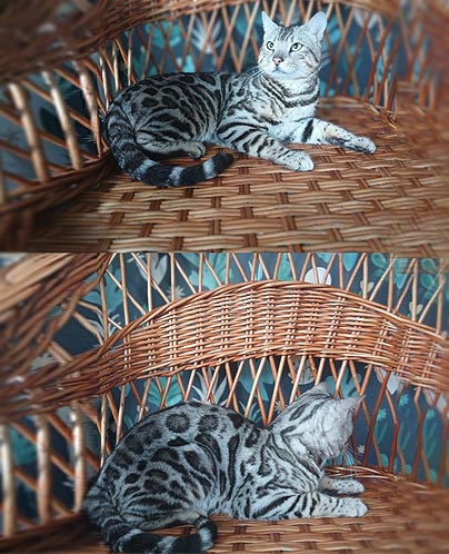 Norman — элегантный бенгальский котенок яркого серебристого окраса ben dm1