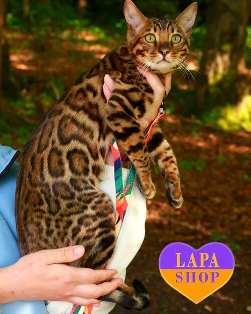 бенгал в розведення