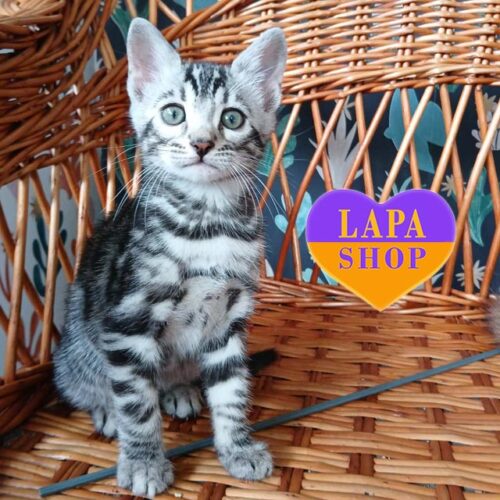 Грациозный бенгальский котенок изящного серебристого окраса Nаtan