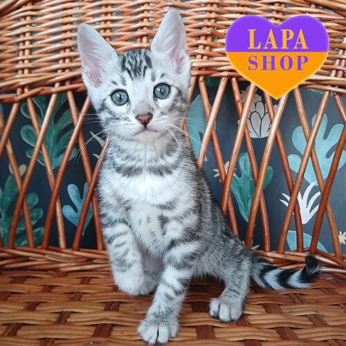 Norman — элегантный бенгальский котенок яркого серебристого окраса