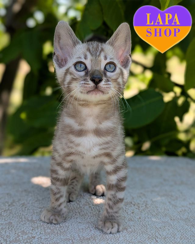 ексклюзивний бенгал