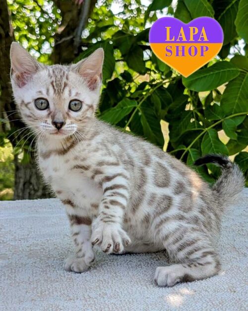 сніжний бенгал