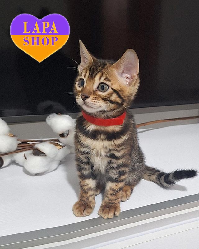 золота бенгалка