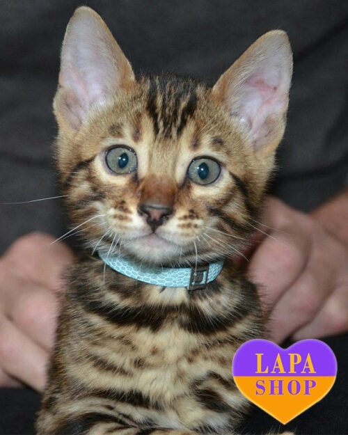 золотой бенгал