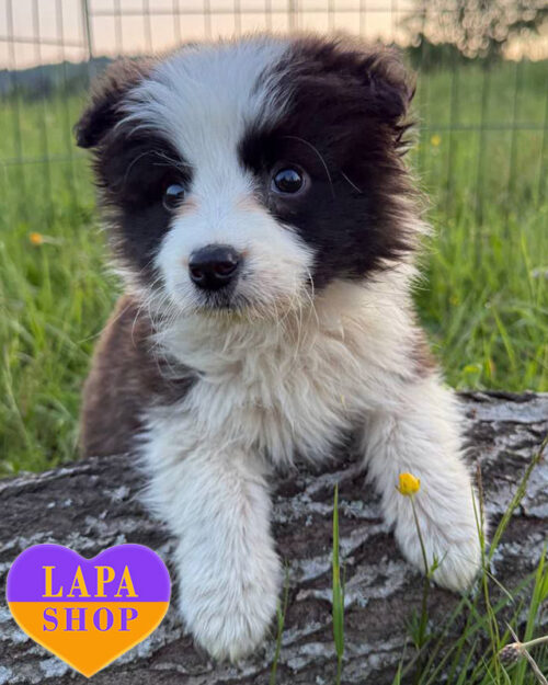 бордер-когда бело соболиного окраса