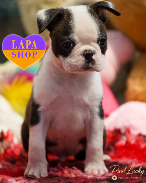 тигрово-білий бостон тер'єр