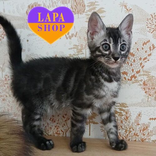 Бенгальский красавчик в роскошном серебристо-угольном окрасе Nelson