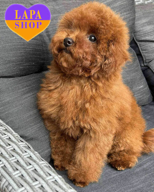 ред браун той пудель