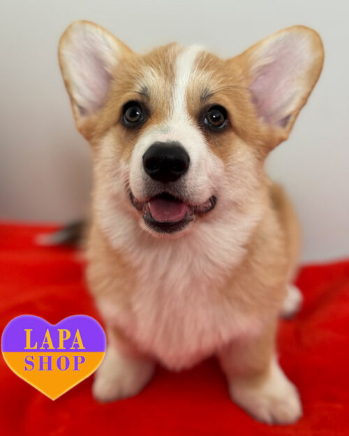 вельш корги пемброк рыже-белого окраса