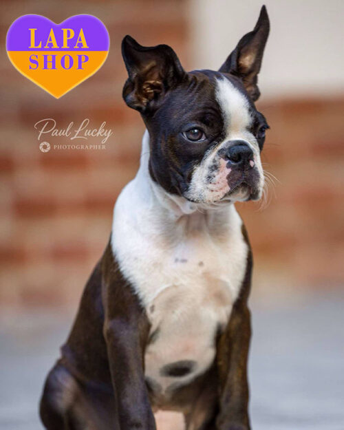 тигрово-білий бостон тер'єр