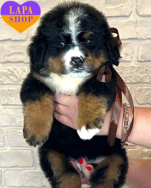 tricolor Bernese Mountain Dog