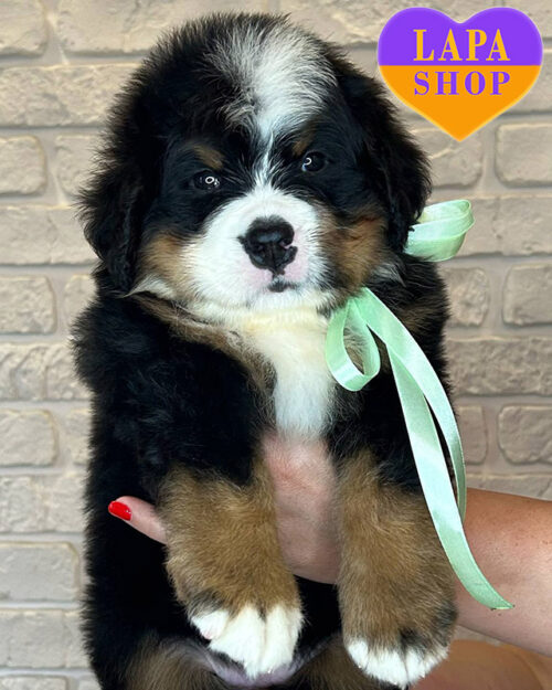 триколорний бернський зенненхунд