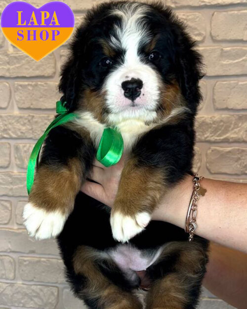 бернский зенненхунд триколорного окраса