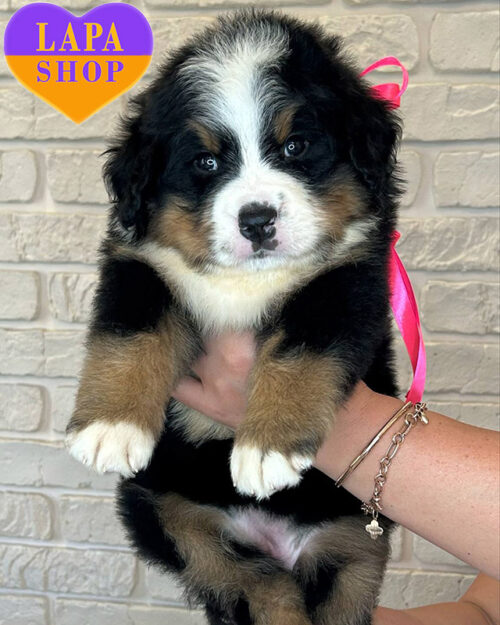 tricolor Bernese Mountain Dog