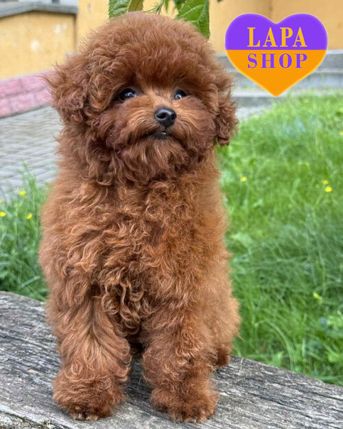 руд браун той пудель