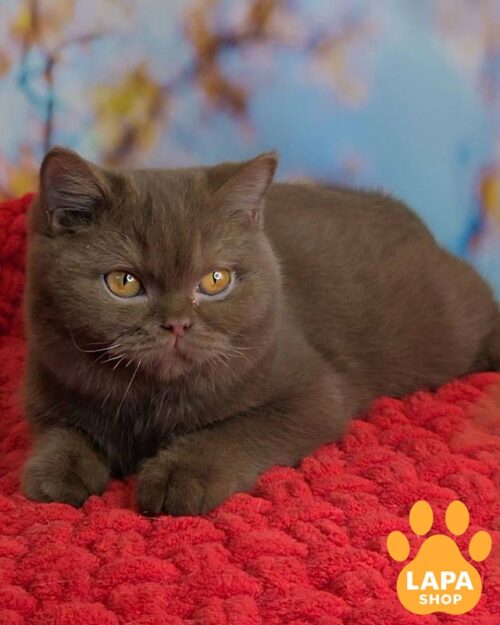 цинамоновий британець