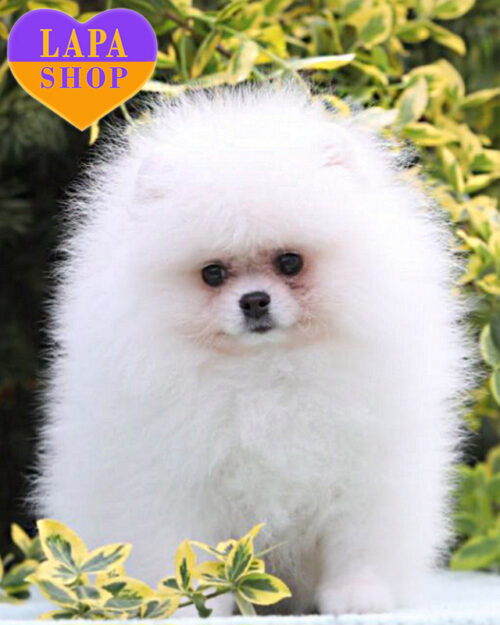 German Spitz miniature white color
