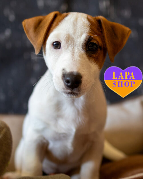 red and white Jack Russell Terrier