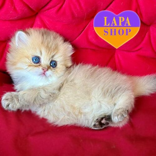 Dayna — чарівна довгошерста британська кішечка в розкішній золотій шубці