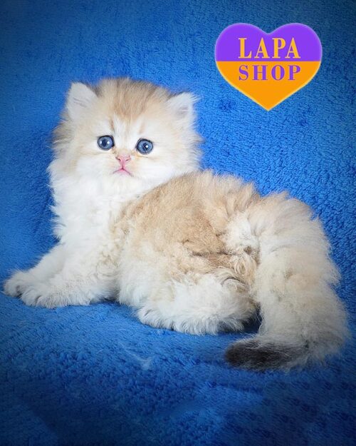 золотий довгошерстий британець