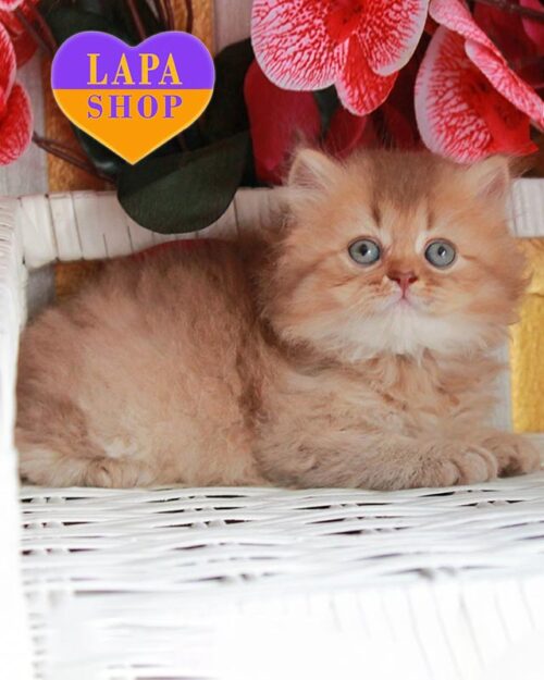 cinnamon ticked British