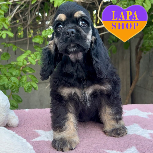 Bonnie — Sweet American Cocker Spaniel Girl Looking for Her Family