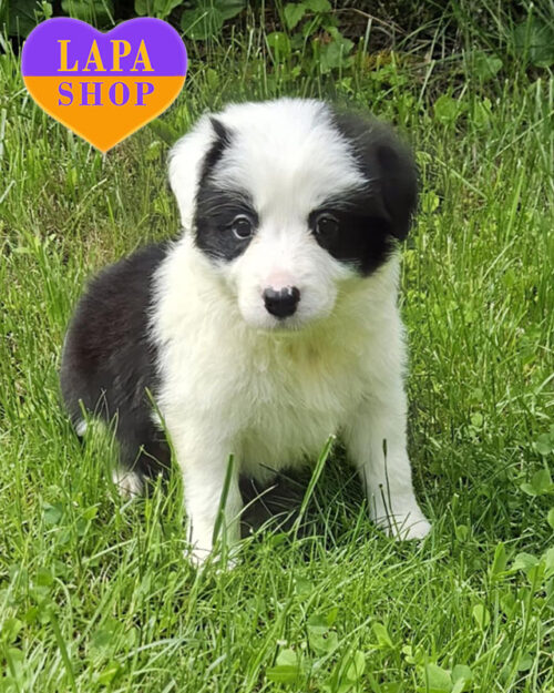 бордер-колі чорно-білого забарвлення