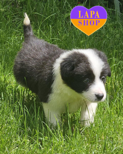 бордер-коли черно-белого окраса