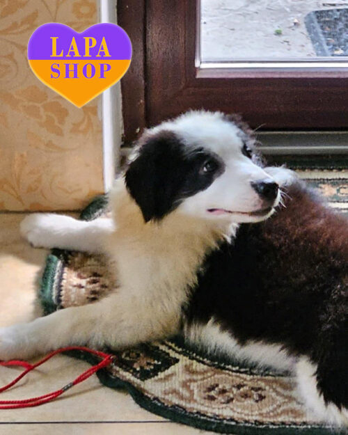 чорно-білий бордер-колі