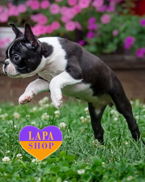 тигрово-білий бостон тер'єр