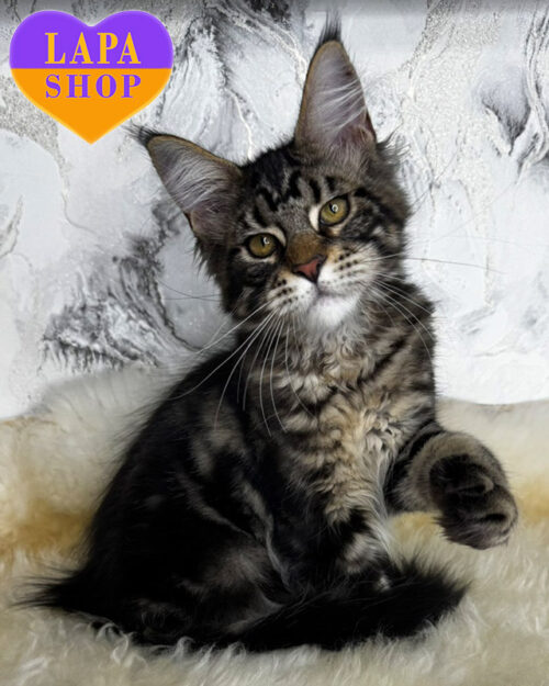 чорний мармуровий мейн-кун