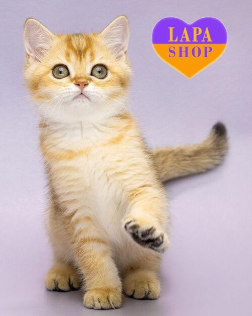 золота британка