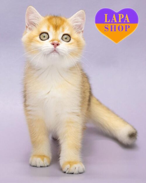 золота британка