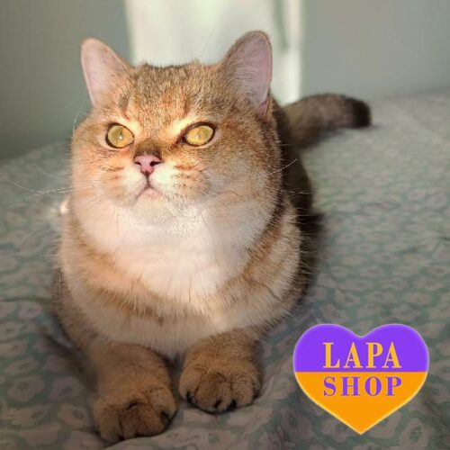 Very Gentle and Playful British Cat in a Luxurious Fur Coat Diego