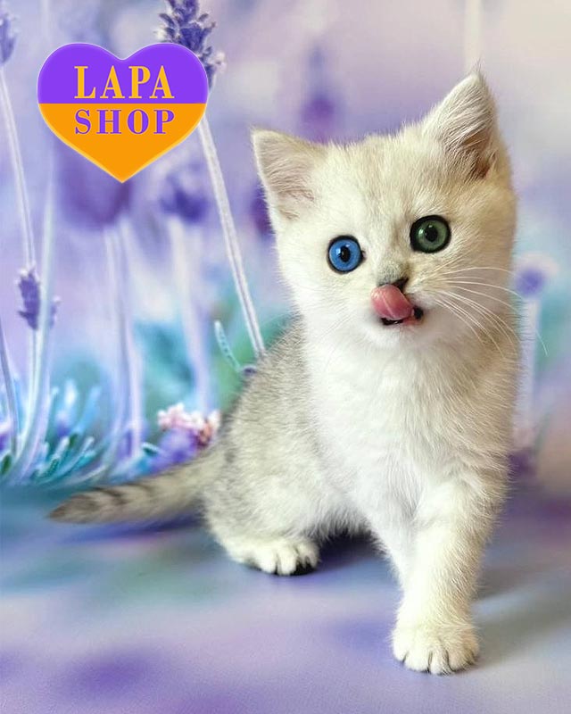 британська срібляста