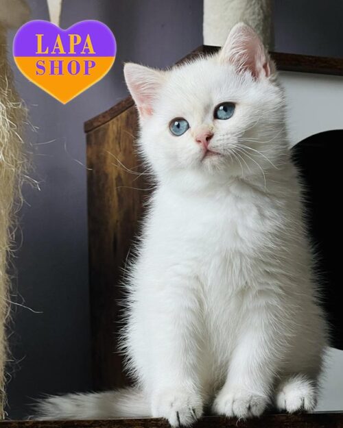 Glory – изысканная британская кошечка с нежным окрасом