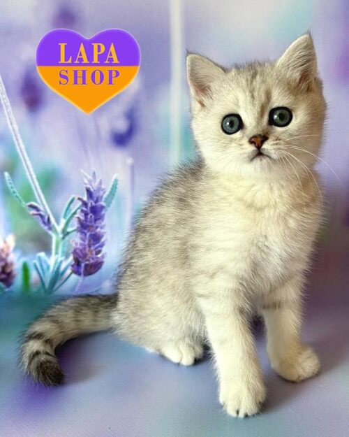 британський сріблястий