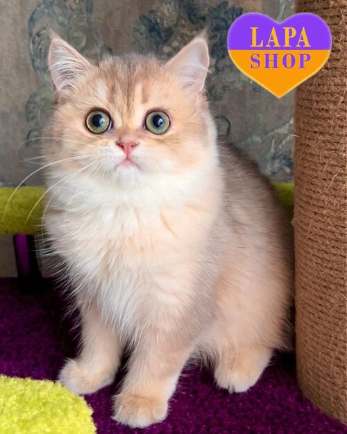 Hanny — милая британская кошечка нежного окраса